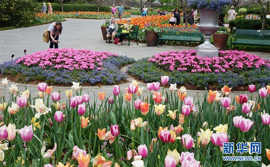 （XHDW）（1）达拉斯植物园举行花卉展