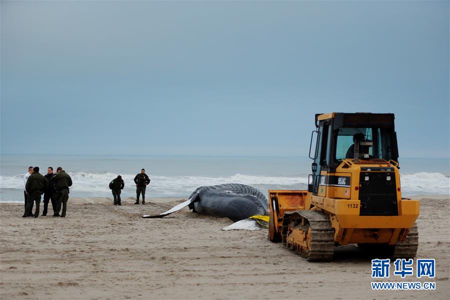 [3]（外代二线）座头鲸搁浅海滩