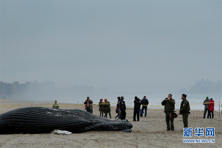 [4]（外代二线）座头鲸搁浅海滩
