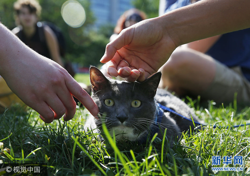 ***_***BOSTON, MA - AUGUST 6: Kiki Porcello, 3, of Beverly lays in the grass as people pet her during the first Caturday gathering of cats, their owners and cat lovers at the Boston Common on Aug. 6, 2017. (Photo by Jessica Rinaldi/The Boston Globe via Getty Images)