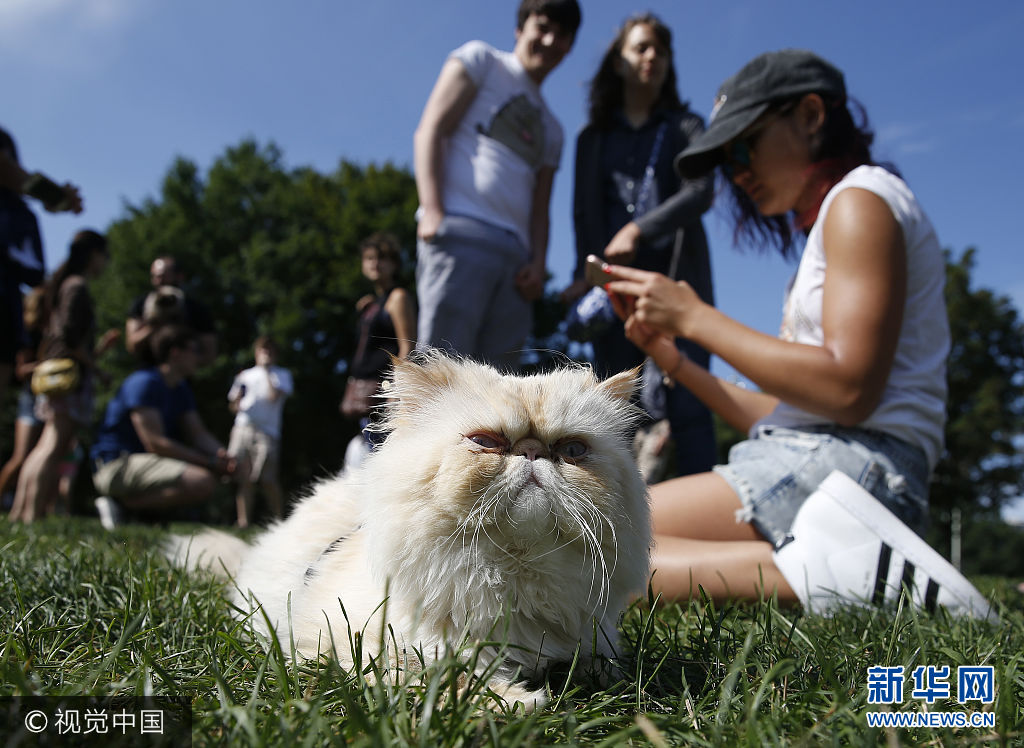 ***_***BOSTON, MA - AUGUST 6: General Mao of Boston keeps a watchful eye on the proceedings during the first Caturday gathering of cats, their owners and cat lovers at the Boston Common on Aug. 6, 2017. (Photo by Jessica Rinaldi/The Boston Globe via Getty Images)