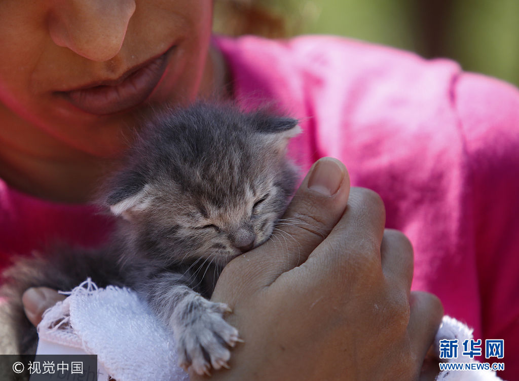***_***BOSTON, MA - AUGUST 6: Mithu Lahiri, of Jamaica Plain, holds a two-week-old kitten up for adoption who she and her sister hope to claim during the first Caturday gathering of cats, their owners and cat lovers at the Boston Common on Aug. 6, 2017. (Photo by Jessica Rinaldi/The Boston Globe via Getty Images)