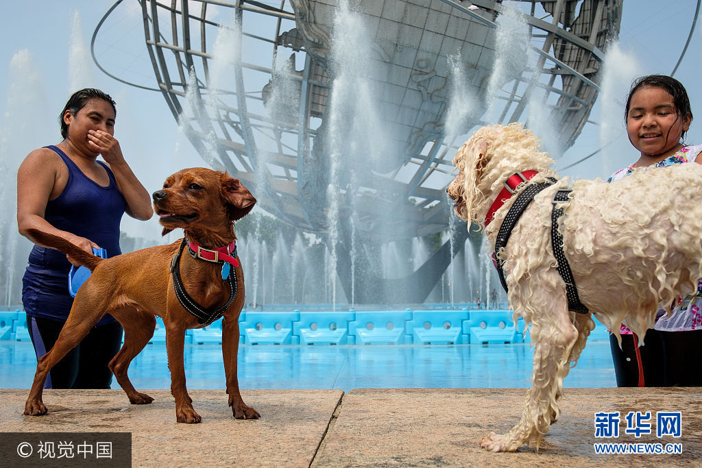当地时间2017年8月22日，美国纽约，当地遭遇极端炎热天气，气温接近100华氏度（约37摄氏度），民众在公园喷泉旁降温。***_***NEW YORK, NY - AUGUST 22: Dogs cool off after running through the fountains at Flushing Meadows-Corona Park, August 22, 2017 in the Queens borough of New York City. With heat index values near 100, the New York City area is under a heat advisory on Tuesday. (Photo by Drew Angerer/Getty Images)
