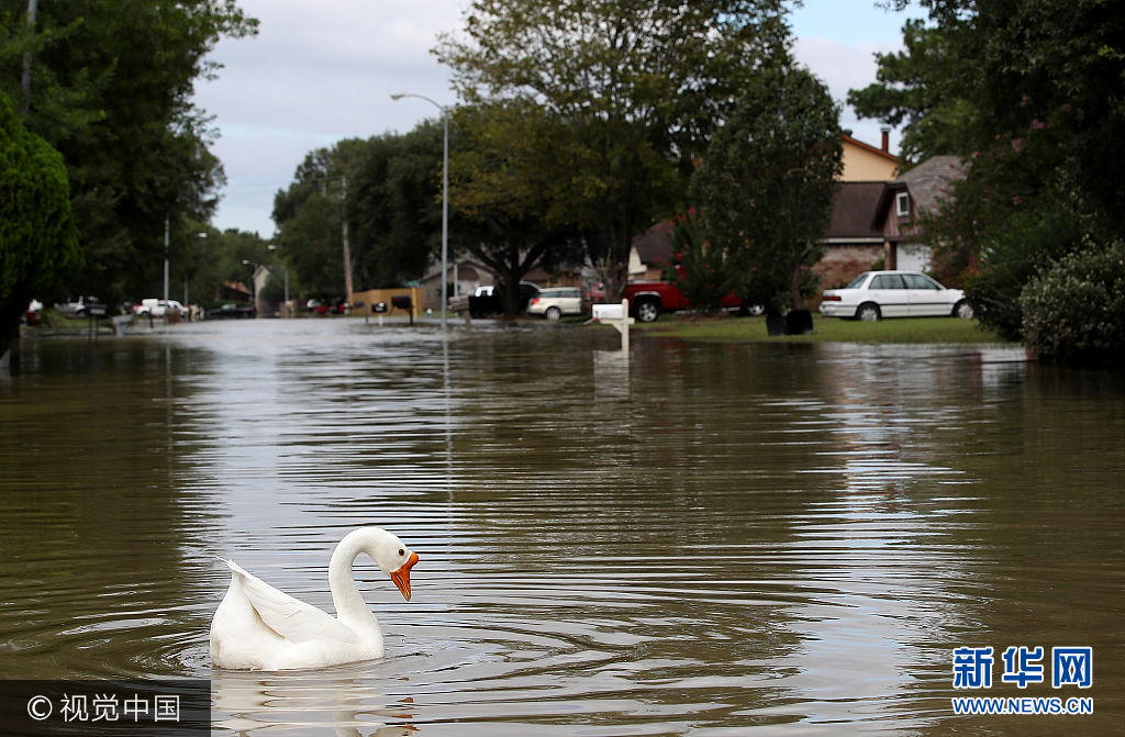 当地时间2017年8月30日，美国得克萨斯州，飓风“哈维”肆虐得州洪灾泛滥，聚焦洪水中的动物。***_***HOUSTON, TX - AUGUST 30:  Standing water continues to impact neighborhoods in north Houston as flood waters began to recede following Hurricane Harvey August 30, 2017 in Houston, Texas. The city of Houston is still experiencing severe flooding in some areas due to the accumulation of historic levels of rainfall, though the storm has moved to the north and east.  (Photo by Win McNamee/Getty Images)