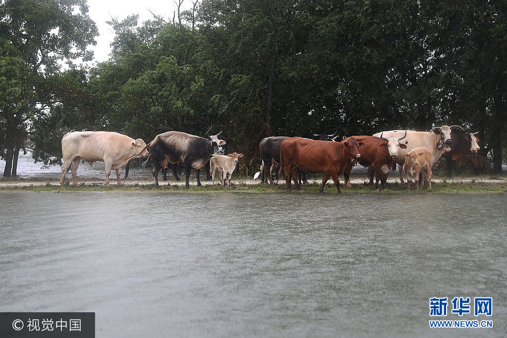 当地时间2017年8月30日，美国得克萨斯州，飓风“哈维”肆虐得州洪灾泛滥，聚焦洪水中的动物。***_***PORT ARTHUR, TX - AUGUST 30: Cattle find a strip of dry ground after the area was  flooded by Hurricane Harvey on August 30, 2017 in Port Arthur, Texas. Harvey, which made landfall north of Corpus Christi late Friday evening, is expected to dump upwards to 40 inches of rain in Texas over the next couple of days.  (Photo by Joe Raedle/Getty Images)