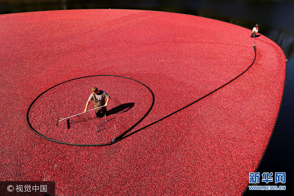 當地時間2017年10月4日，美國馬薩諸塞州卡佛，工人收割蔓越莓。***_***CARVER, MA - OCTOBER 4: Workers use a suction hose placed beneath the water and slowly encircle berries as they rake them to the hose to suck them up during cranberry harvest at the Weston Cranberry Corporation's 3.17 acre bog in Carver, MA on Oct. 4, 2017. The berries move to a conveyor that separates the the leaves and debris, and shoots the berries into waiting trailer trucks. (Photo by John Tlumacki/The Boston Globe via Getty Images)