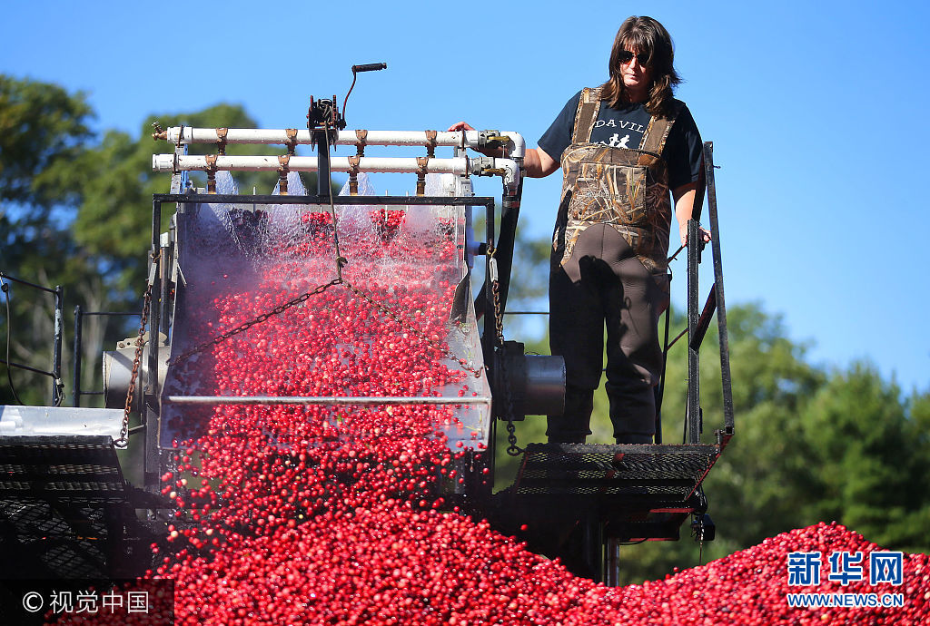 当地时间2017年10月4日，美国马萨诸塞州卡佛，工人收割蔓越莓。***_***CARVER, MA - OCTOBER 4: Cheryl Weston operates the controls on a conveyor that drops cranberries into the bed of a tractor trailer truck during cranberry harvest at the Weston Cranberry Corporation's 3.17 acre bog in Carver, MA on Oct. 4, 2017. Workers use a suction hose placed beneath the water, and slowly encircle the berries as they rake them to the hose to suck them up, on to a conveyor that separates the the leaves and debris, and shoots the berries into waiting trailer trucks. (Photo by John Tlumacki/The Boston Globe via Getty Images)