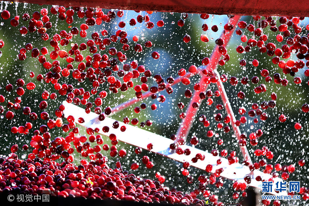 當地時間2017年10月4日，美國馬薩諸塞州卡佛，工人收割蔓越莓。***_***CARVER, MA - OCTOBER 4: Cranberries fall from a conveyor belt into a truck, helped by raking them in from above, during cranberry harvest at the Weston Cranberry Corporation's 3.17 acre bog in Carver, MA on Oct. 4, 2017. Workers use a suction hose placed beneath the water, and slowly encircle the berries as they rake them to the hose to suck them up, on to a conveyor that separates the the leaves and debris, and shoots the berries into waiting trailer trucks. (Photo by John Tlumacki/The Boston Globe via Getty Images)