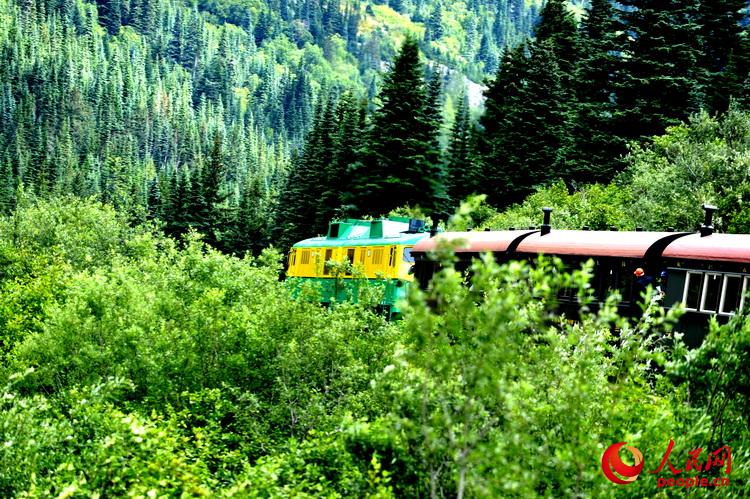 小火车穿行在郁郁葱葱的森林中   于世文  摄
