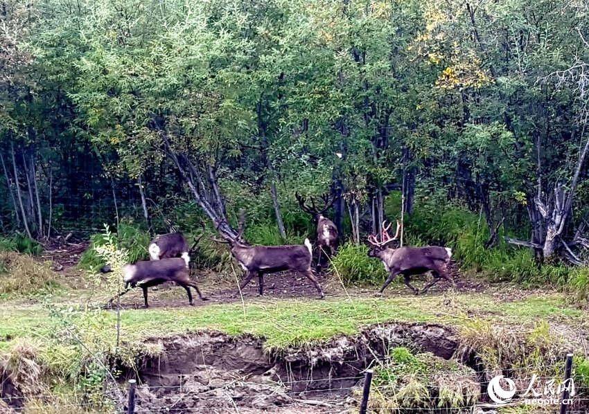 切纳河畔林中的野生驯鹿   于世文  摄