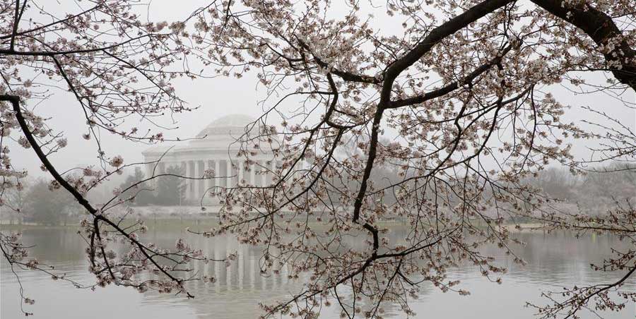 华盛顿潮汐湖畔樱花盛开（组图）