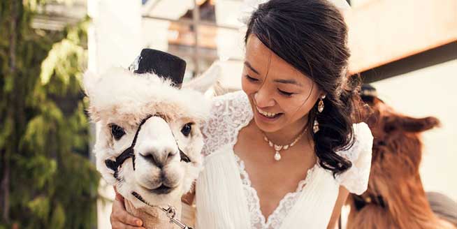 美国羊驼做慈善 优雅亮相婚礼当伴娘伴郎