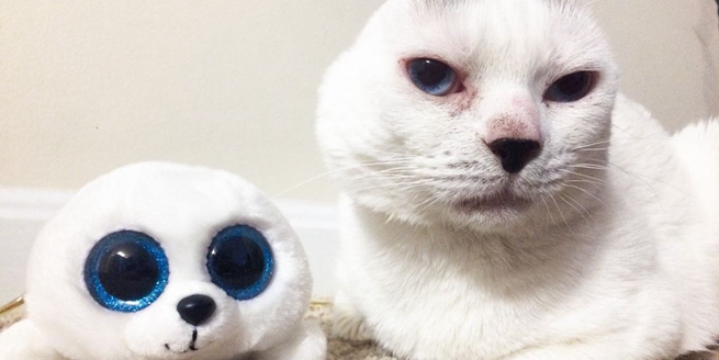 美國網紅小貓藍眼無耳 跟玩具海豹撞臉惹人愛