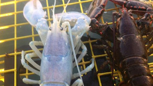 美國漁民捕獲罕見的“透明龍蝦”