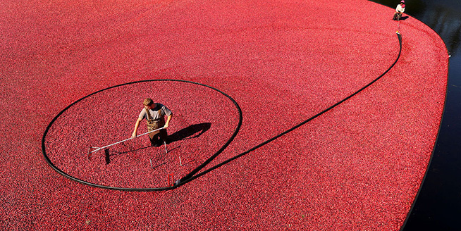 美国工人收割蔓越莓 红色海洋鲜艳可口